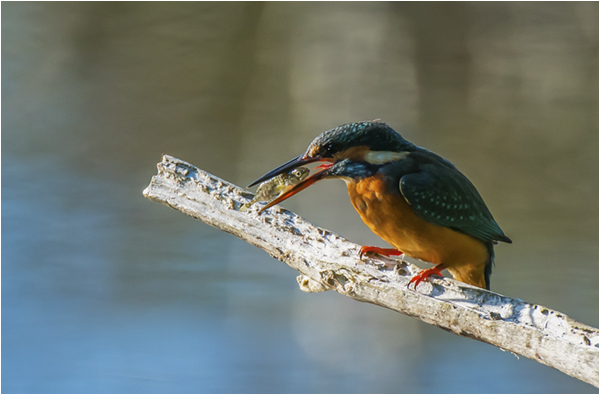 2 Kingfisher - Andy Teasdale