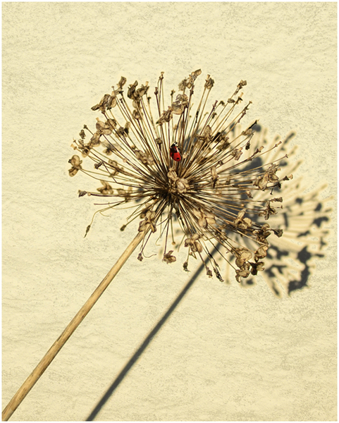 2 Sue Parry - Seed Head