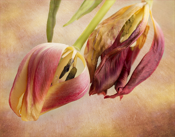 3 Tulips Past Their Best - Sian Davies