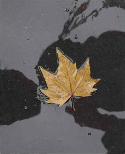C Autumn Leaf In The Rain - Val Comerford