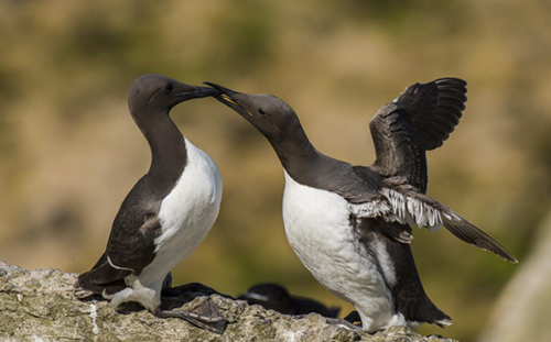 C Courting Guillemots - Andy Teasdale