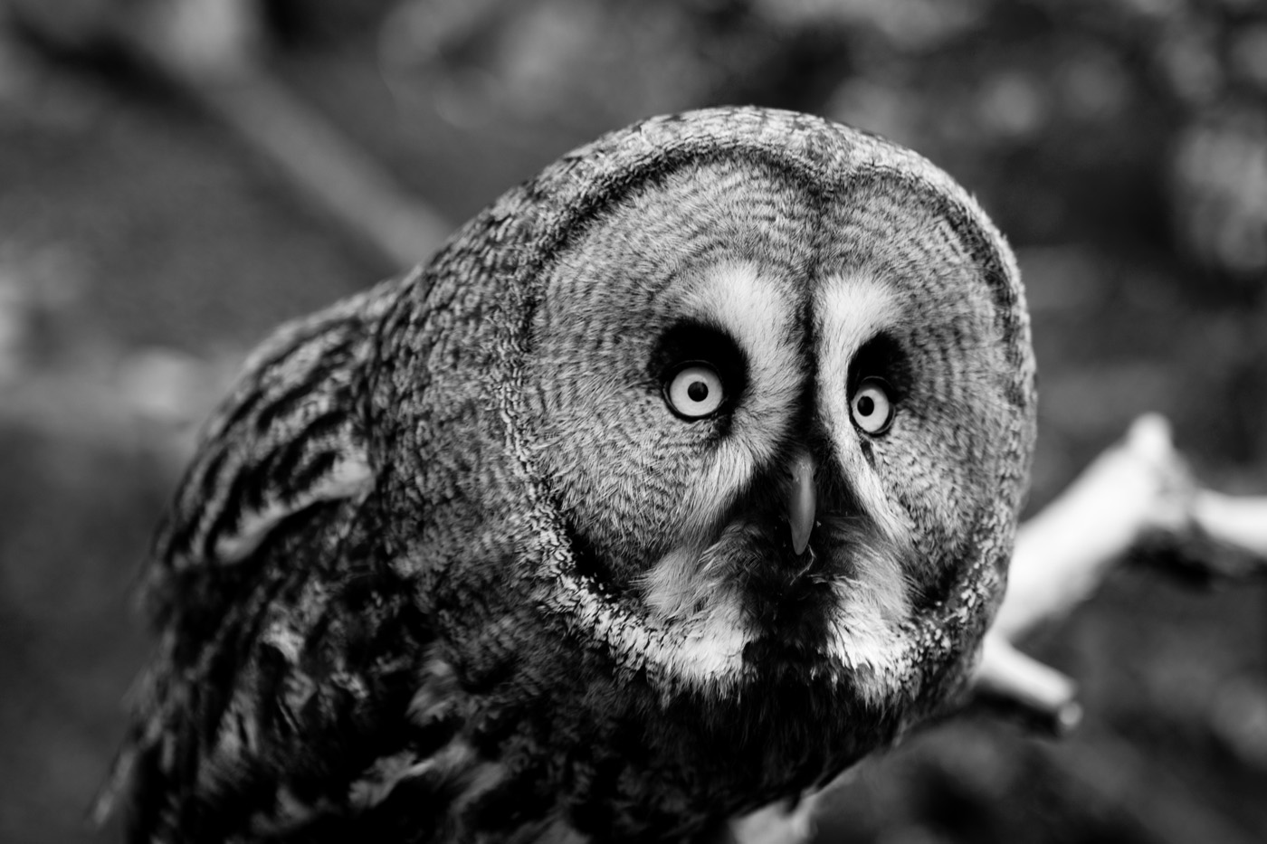The Owl - Trevor Williams