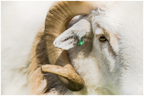 1 Geraint Thomas - Corn 1 Geraint Thomas - Corn