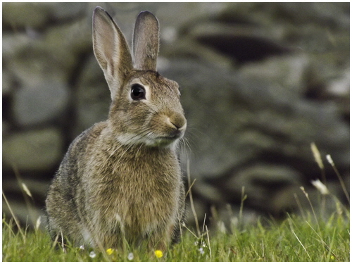 1 Kai Alcock - Buggs Bunny 1 Kai Alcock - Buggs Bunny