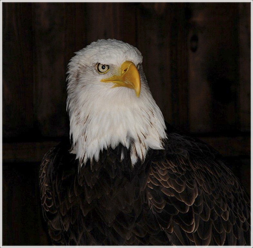 1 Merlin The Eagle - Ken Latham