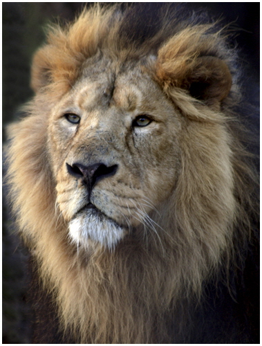 1 Val Cressman - The King 1 Val Cressman - The King