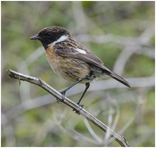 2 Sheila Jones - Stonechat 2 Sheila Jones - Stonechat