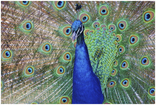 3 David Phillips - Proud 3 David Phillips - Proud