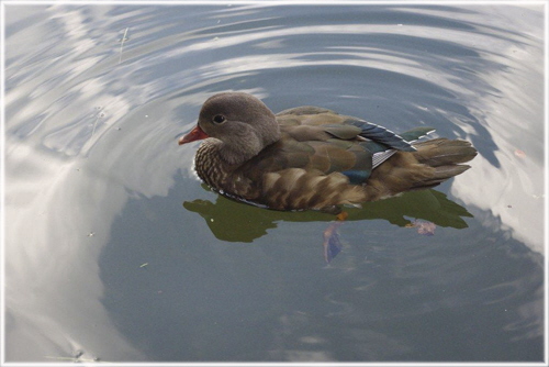 3 Duck - Val Comerford