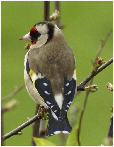 3 Goldfinch - Peter Basterfield