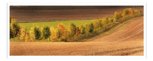 Autumn Harvest - Richard Jones