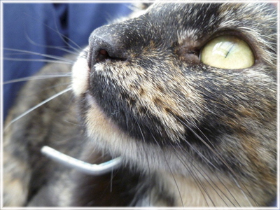 C A Closer Look - Michelle Simmons