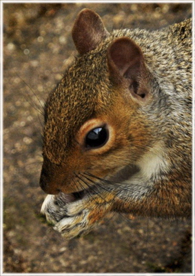 C Drwy'r Ffenast - Ceri Williams