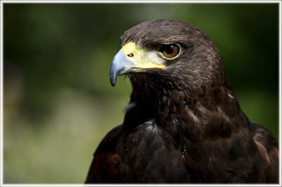 C Harris Hawk - Meirion Jones