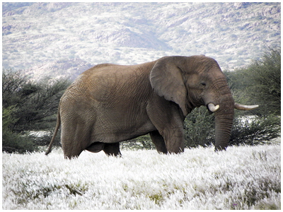 C Islwyn Williams - Lord Of My Domain C Islwyn Williams - Lord Of My Domain