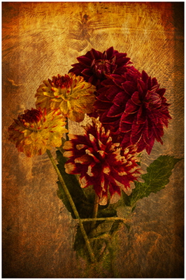 C Ronnie Williams - Dahlia C Ronnie Williams - Dahlia