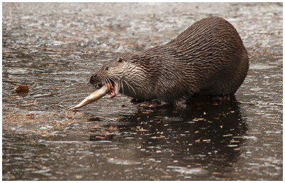 C Sian Davies - Breakfast On Ice C Sian Davies - Breakfast On Ice