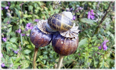 C  Snail On Drugs - Derek Norton