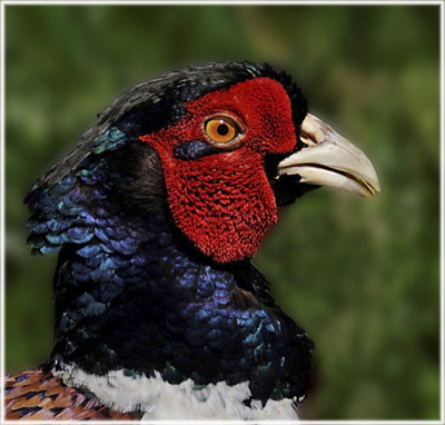 HC Ceiliog Ffesant - Ceri Williams