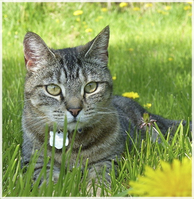 HC Dandelion Dream - Michelle Simmons