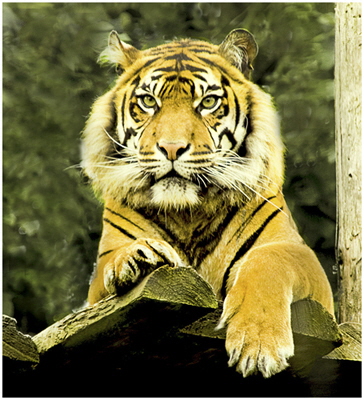 HC Dewi Parry - Tiger HC Dewi Parry - Tiger