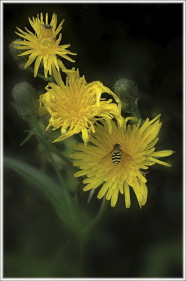 HC Fly & Wasp On Flower - Tom Owen