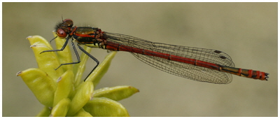 HC Gwynant Pearce - Large Red Damsel Fly HC Gwynant Pearce - Large Red Damsel Fly