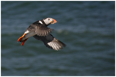 HC Gwynant Pearce - Puffin HC Gwynant Pearce - Puffin